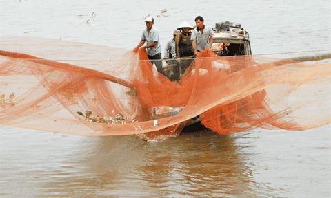 ĐBSCL dự báo có mùa lũ đẹp, mang theo tôm cá