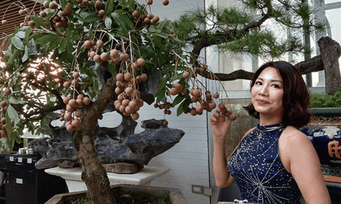 Độc đáo Nhãn Bonsai quả sai trĩu trịt...