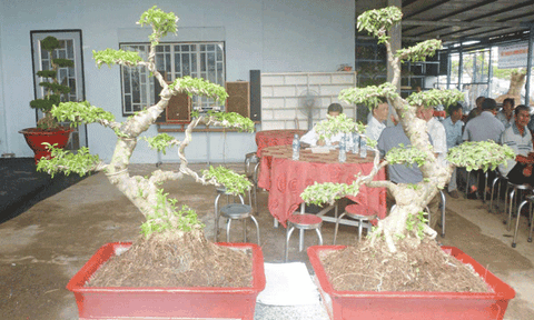 “Hồn” kiểng cổ Nam bộ 