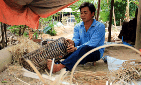 Làng nghề đan lợp vào mùa