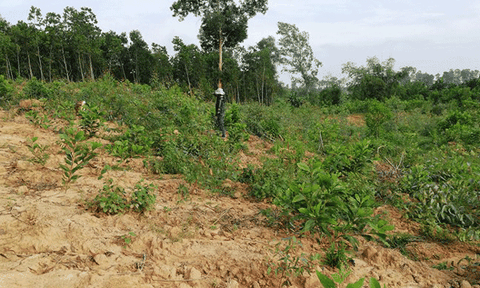 Vụ Một lão nông bị cướp đất trắng trợn ở Nghệ An: Người bị “tố” phủ nhận kết luận của chính quyền!