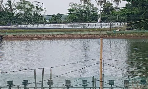 Bạc Liêu: Hơn 3.300ha tôm nuôi bị dịch bệnh