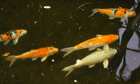 Tận mục cá trê bạch tạng “khủng” ở miền Tây