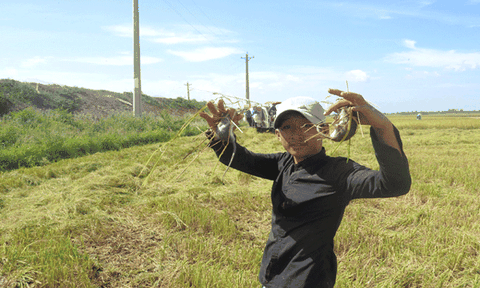 Mùa bắt chuột đồng