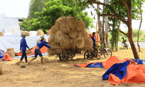 Đồng Tháp: Trữ rơm bán mùa lũ, thu tiền triệu mỗi ngày