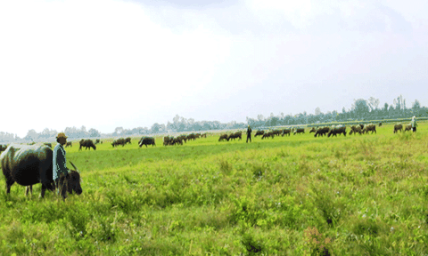 Mùa len trâu vùng lũ