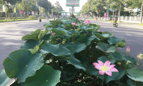 Sen khoe sắc trên phố