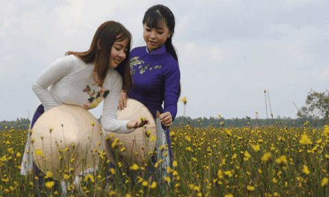 Câu chuyện Tràm Chim