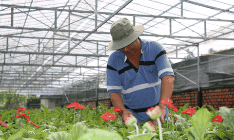 Nông dân Sa Đéc chuẩn bị vụ hoa Tết 2019