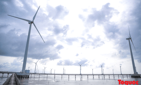 Chiêm ngưỡng cánh đồng quạt gió đẹp mê hồn ở Bạc Liêu