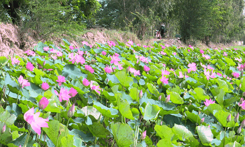 Sen hồng nở rộ trên cánh đồng biên giới