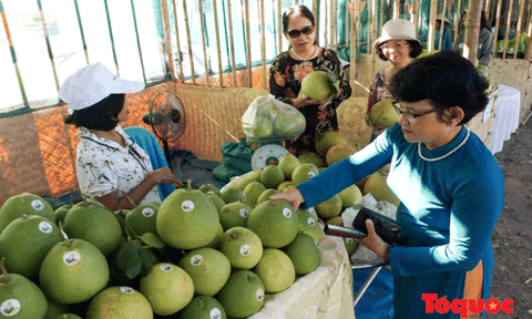 Thừa Thiên - Huế chính thức khai hội Thanh trà 