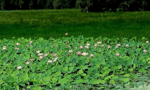 Vùng đất ngập nước ở Đồng Tháp Mười 