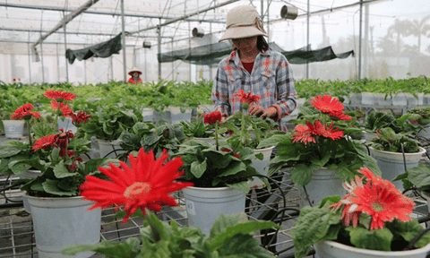 Nông nghiệp Đồng Tháp - những bước chuyển mình