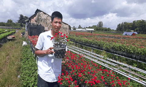 Đồng Tháp: Hoa hồng tỷ muội hút khách