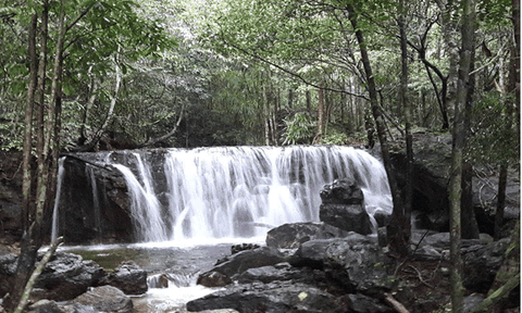 Vốn quý - rừng nguyên sinh Phú Quốc