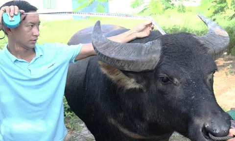 Hải Phòng: Không bán vé thu tiền Lễ hội chọi trâu ở Đồ Sơn