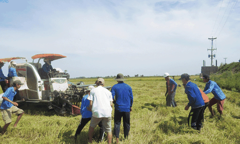 Sông nước miền Tây: Mùa bắt chuột đồng