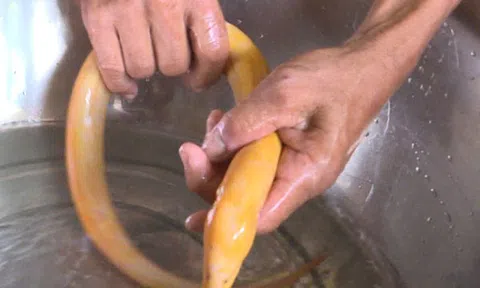 Nông dân miền Tây bắt được lươn vàng mùa nước dâng