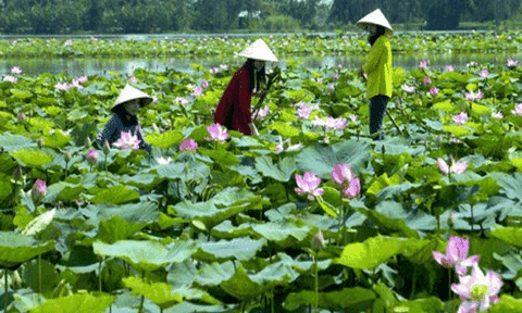 Du lịch Đồng Tháp phấn đấu đạt doanh thu 2.000 tỷ đồng