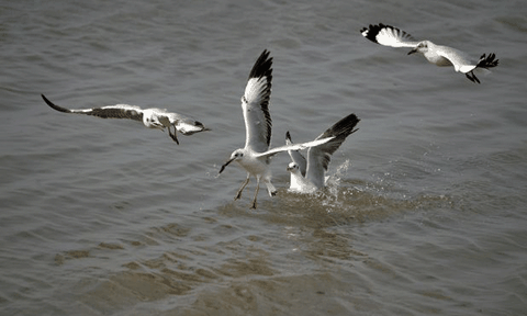 Tuyệt đẹp cảnh chim hải âu săn mồi trên biển Kiên Giang