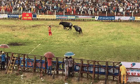 Đồ Sơn (Hải Phòng): Tổ chức Lễ hội chọi trâu truyền thống 