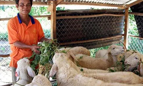 Ninh Thuận phát triển bền vững nghề chăn nuôi gia súc