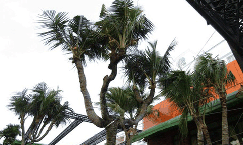 Độc, lạ những cây dừa nhiều đọt ở Cần Thơ