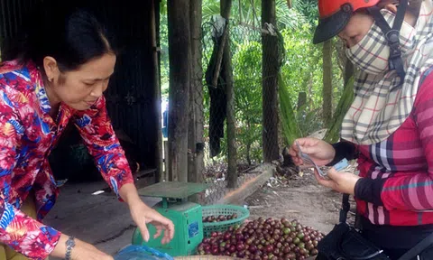 Mùa hồng quân Bảy Núi