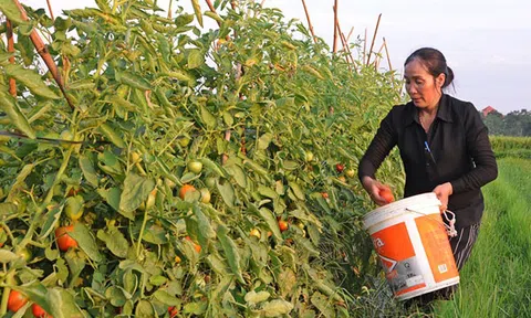 Xây dựng NTM ở Vĩnh Yên: Hướng tới  tiêu chí bền vững