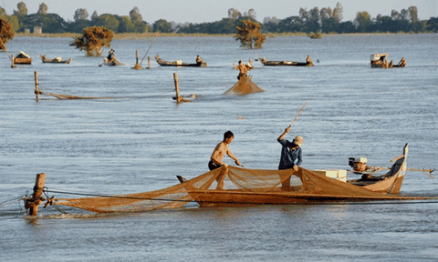 Cận cảnh đánh bắt cá linh mùa lũ ở miền Tây