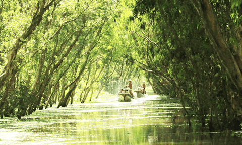 An Giang: Rừng tràm Trà Sư đẹp nhất mùa nước nổi