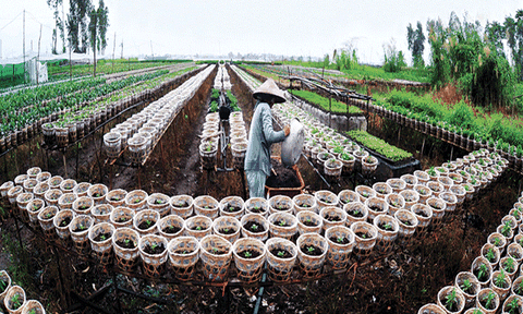 An Giang: Nông dân tất bật xuống giống hoa Tết