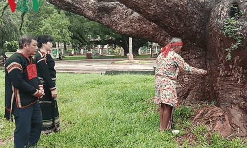 Phục dựng lễ cúng chặt hạ cây của người Ê Đê