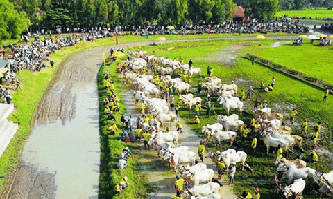 Hàng chục ngàn người xem đua bò Bảy Núi