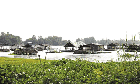 Kỳ thú Búng Bình Thiên ở Tây Nam bộ