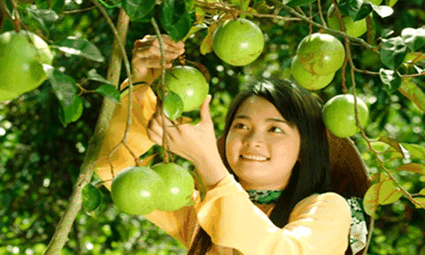 Về Vĩnh Long thăm miệt vườn xum xuê trái ngọt
