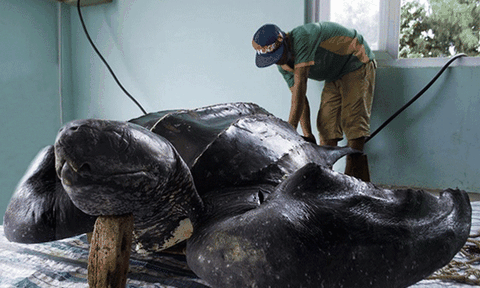 Phục dựng tiêu bản Rùa Da quý hiếm ở đảo Lý Sơn