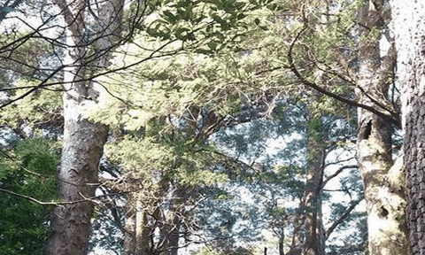 Hàng trăm “cụ” Xích Tùng cổ đang chờ được cứu