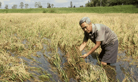Hậu Giang: Diện tích mía, lúa bị thiệt hại do mưa lớn