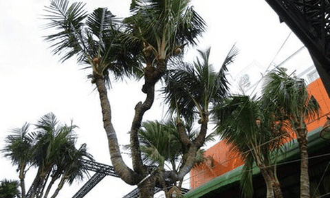 Cây dừa có 38 ngọn ở miền Tây