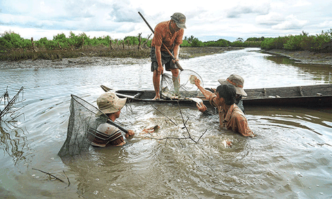 Độc đáo dỡ chà bắt cá nâu ở Cà Mau