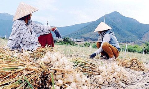 Nước mắt tỏi Khánh Hòa 