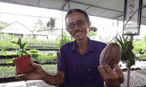 Dưa tí hon màu tím độc, lạ xuất hiện ở Sa Đéc