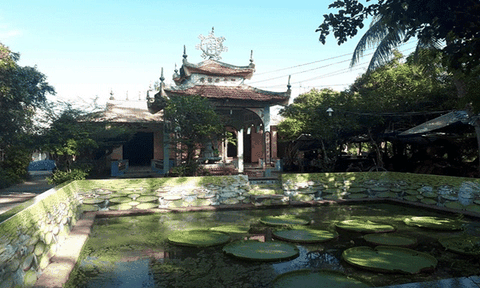 Về Đồng Tháp ngắm lá sen khổng lồ mùa nước nổi