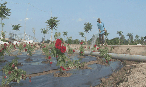Làng hoa Sa Đéc sắp có cánh đồng hoa hồng rộng 2,5ha