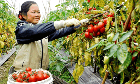 Cách làm sáng tạo xây dựng Nông thôn mới ở Kim Long