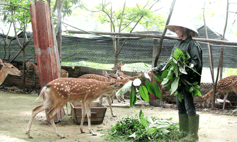 Vĩnh Phúc: Xây dựng NTM vùng đồng bào dân tộc thiểu số