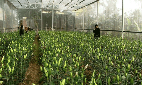 Kỳ Hoa hướng đến nền nông nghiệp chất lượng cao