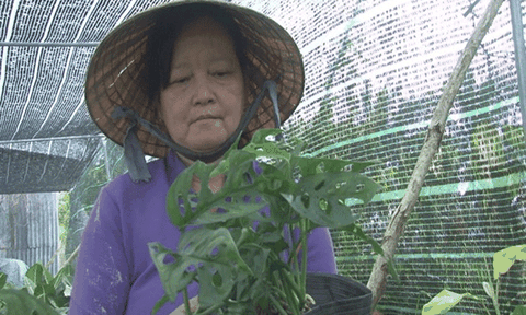 Đồng Tháp: Trồng giống trầu bà mới